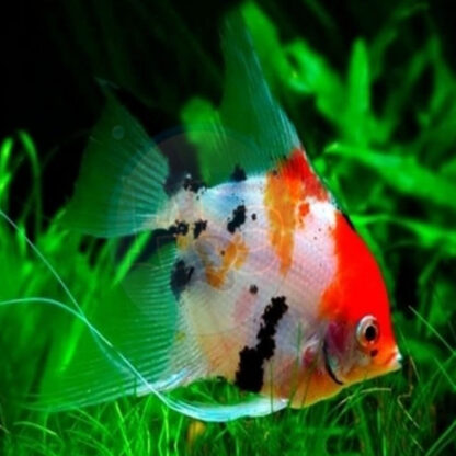 Pterophyllum scalare – Koi Angelfish 9-10cm - Ψάρια Γλυκού