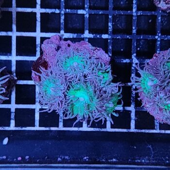 Duncanopsammia axifuga (5 polyps)(47205) - Frags