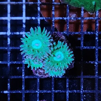 Duncanopsammia axifuga (6 polyps)(47208) - Frags