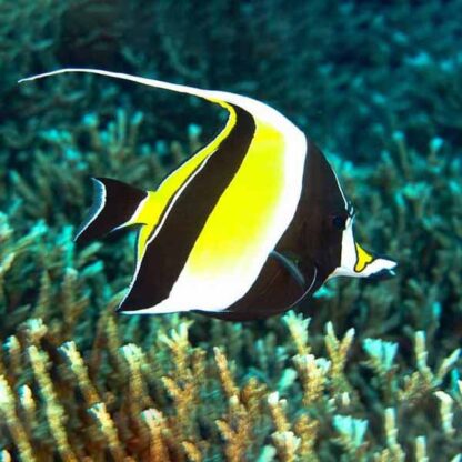 Zanclus cornutus L- Moorish Idol - Ψάρια Θαλασσινού