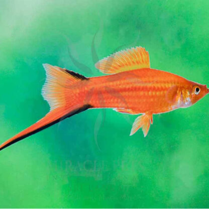 Xiphophorus helleri – Swordtail Red Comet 4-4.5cm - Sales