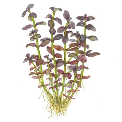 Tropica Bacopa salzmannii ‘Purple’ - Sales