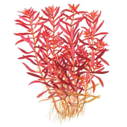 Tropica Rotala rotundifolia ‘Blood Red’ 1-2 Grow - Φυτά για Ενυδρεία