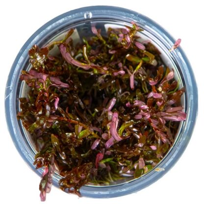 Tropica Rotala rotundifolia ‘Blood Red’ 1-2 Grow - Φυτά για Ενυδρεία