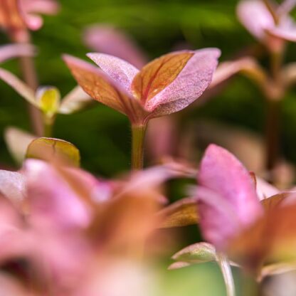 Tropica Bacopa salzmannii ‘Purple’ - Sales