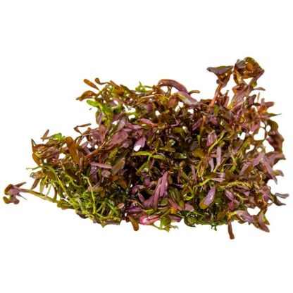 Tropica Rotala rotundifolia ‘Blood Red’ 1-2 Grow - Φυτά για Ενυδρεία