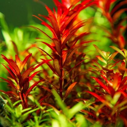 Tropica Rotala rotundifolia ‘Blood Red’ 1-2 Grow - Φυτά για Ενυδρεία