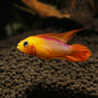 Apistogramma agassizii -Apistogramma agassizii Fire RED 3cm - Ψάρια Γλυκού