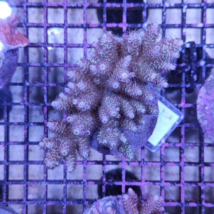 Acropora A1 (30661) - Μητρικές αποικίες