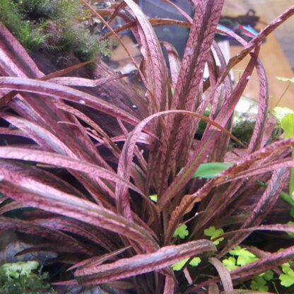 Tropica Crypotocoryne spiralis Red Potted - Φυτά για Ενυδρεία