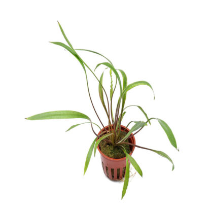 Tropica Crypotocoryne spiralis Red Potted - Φυτά για Ενυδρεία