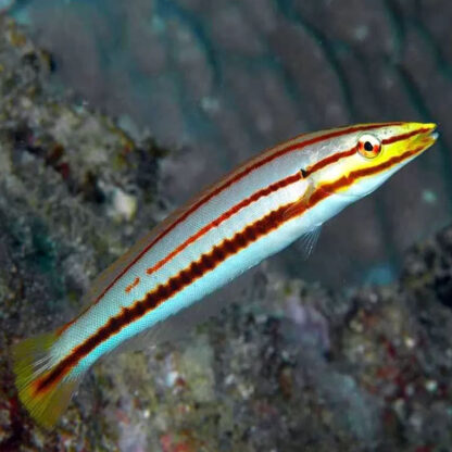 Hologymnosus doliatus – Pastel ringwrasse JUV - Ψάρια Θαλασσινού