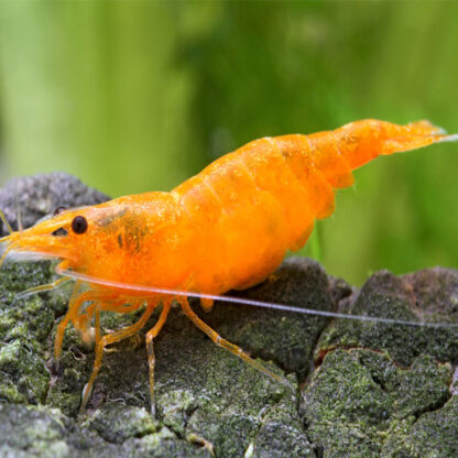 Neoaridina sp.- Orange Sakura Shrimp - Ασπόνδυλα Γλυκού