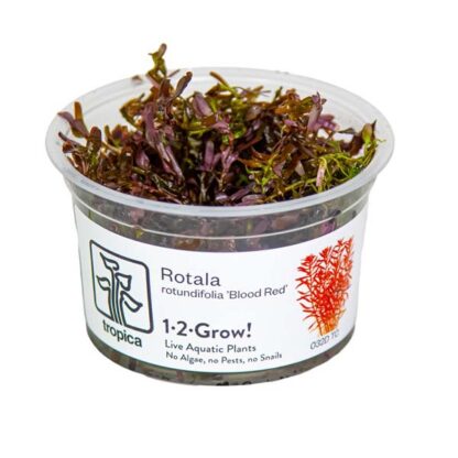 Tropica Rotala rotundifolia ‘Blood Red’ 1-2 Grow - Φυτά για Ενυδρεία