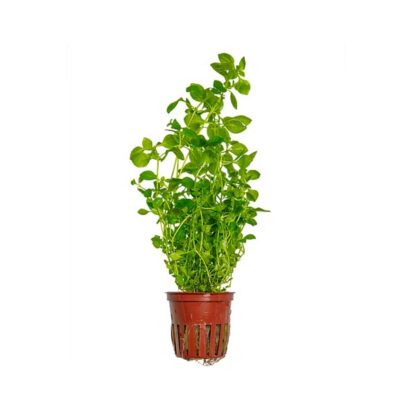 Tropica Ludwigia palustris Green potted - Φυτά για Ενυδρεία