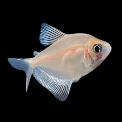 Gymnocorymbus ternetzi – Albino Widow Tetra - Ψάρια Γλυκού