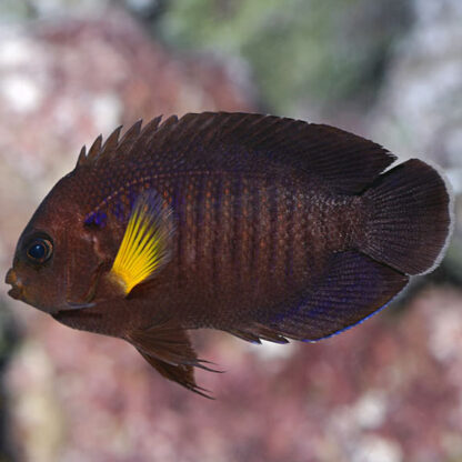 Centropyge flavipectoralis M – Yellow Fin Angel - Ψάρια Θαλασσινού