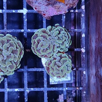 Euphyllia paraancora B571 - Frags