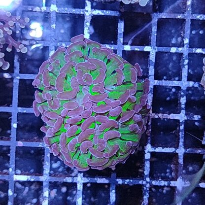 Euphyllia paraancora C85 - Frags