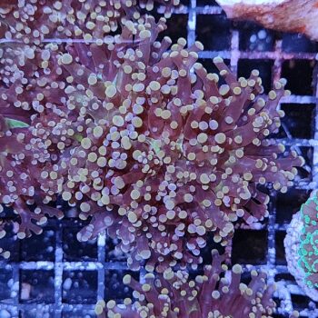 Euphyllia paradivisa F33 - Frags