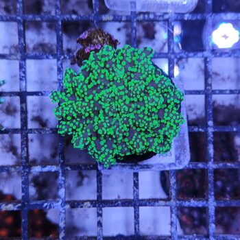 Euphyllia paradivisa A93 - Frags