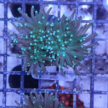 Euphyllia glabrenscens A91 - Frags