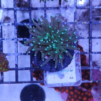 Euphyllia glabrenscens A3 - Frags