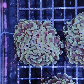 Euphyllia paraancora A541 - Frags