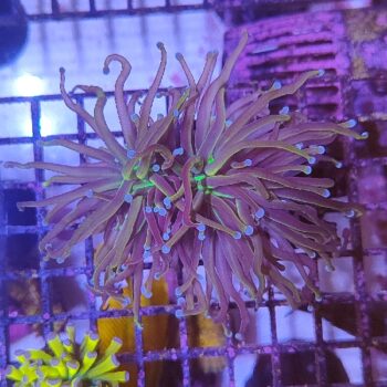 Euphyllia glabrescens (2h) - Frags