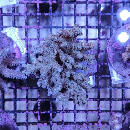 Acropora A50 (34305) - Μητρικές αποικίες