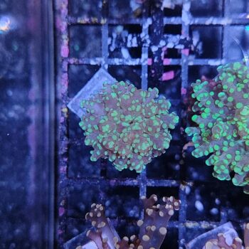 Euphyllia paradivisa C85 - Frags