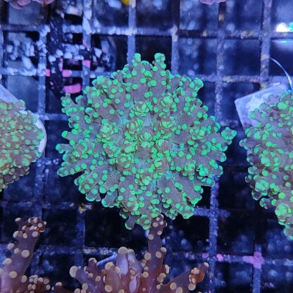 Euphyllia paradivisa E78 - Frags