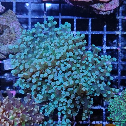 Euphyllia paradivisa B536 - Frags