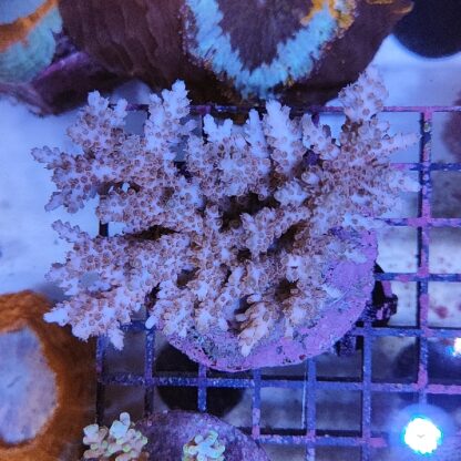 Acropora sp. (47206) - Μητρικές αποικίες