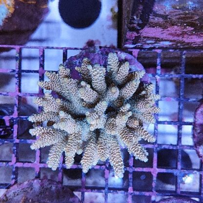 Acropora sp. A40 (47206) - Μητρικές αποικίες