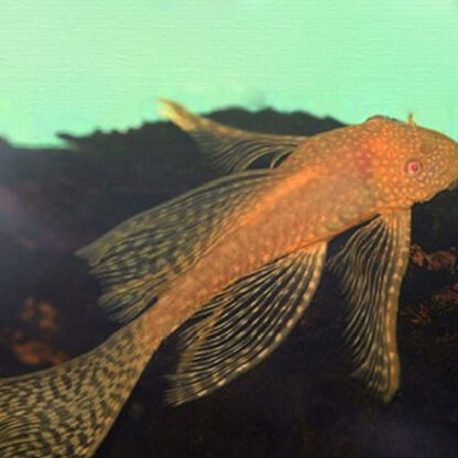 Ancistrus L144 sp. – Albino Bristlenose Pleco Longfin 3cm - Sales