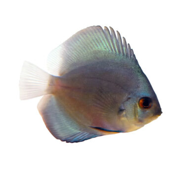 Symphysodon aequifasciata – Powder Blue Discus-4.0 cm - Ψάρια Γλυκού