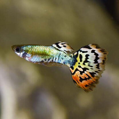 Poecillia reticulata – Guppy Leopard-3.0-3.5 cm - Ψάρια Γλυκού