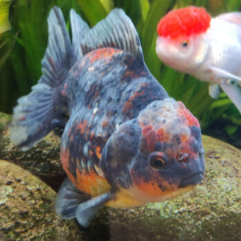 Carassius auratus-Oranda Tiger Grade A-12-15 cm - Ψάρια Γλυκού