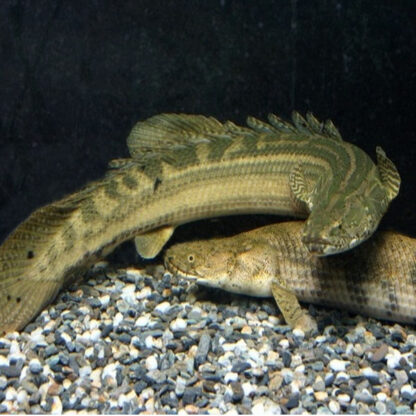 Polypterus lapradei – Lapradei Bichir 6-7 cm - Ψάρια Γλυκού