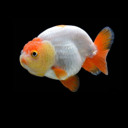 Carassius auratus-Ranchu Buffalo 9-10 cm - Ψάρια Γλυκού