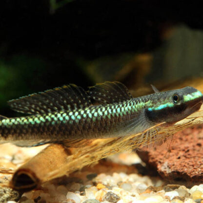 Stiphodon atropurpureus – Blue Neon Goby 3cm - Ψάρια Γλυκού