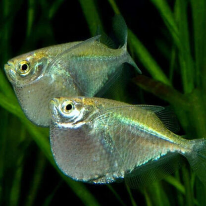 Thoracocharax stellatus – Spotfin Hatchetfish 2.2cm - Ψάρια Γλυκού