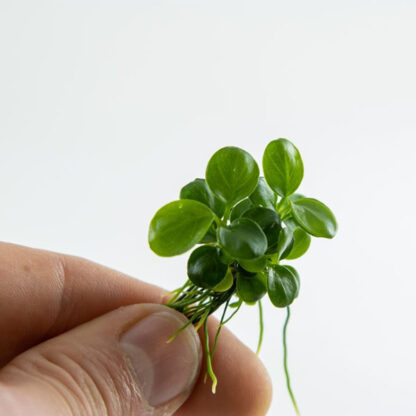 Tropica Anubias ‘Mini Coin’ 1-2-Grow - Φυτά για Ενυδρεία