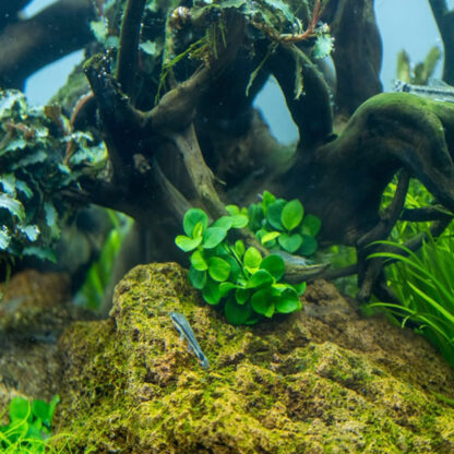 Tropica Anubias ‘Mini Coin’ 1-2-Grow - Φυτά για Ενυδρεία