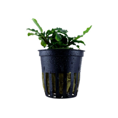 Tropica Bucephalandra pygmaea ‘Bukit Kelam’ potted - Φυτά για Ενυδρεία