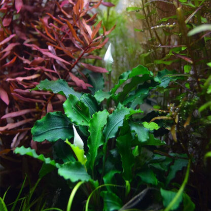 Tropica Bucephalandra pygmaea Bukit Kelam 1-2-Grow! - Sales