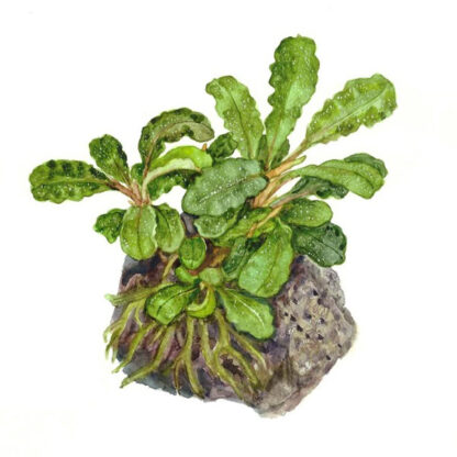 Tropica Bucephalandra pygmaea Bukit Kelam 1-2-Grow! - Sales