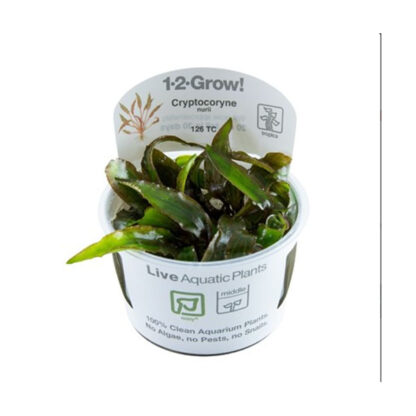 Tropica Cryptocoryne nurii 1-2-Grow! - Φυτά για Ενυδρεία