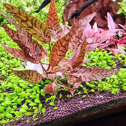 Tropica Cryptocoryne nurii 1-2-Grow! - Φυτά για Ενυδρεία